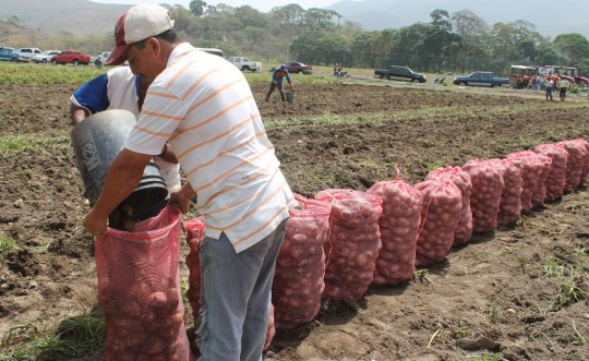 Carabobo cuenta con siembra de 30 mil hectáreas en diversos rubros